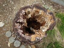 写真：空洞化したサクラの切り株