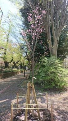 写真：植樹した「あきしまさくら」（昭和公園内）