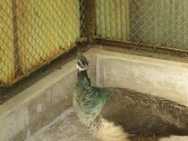 写真：クジャク2