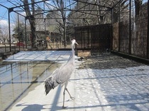 写真：ツル舎内を優雅に歩くツル