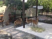 写真：牧草の周りに集まるシカ達