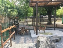 写真：木陰にたたずむシカ達