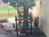 写真：角が生え始めた雄ジカ