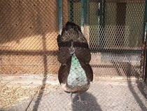 写真：羽を広げる雌のクジャク