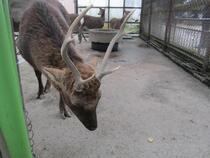 写真：骨化した角を持つ雄ジカ