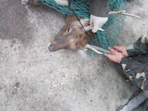 写真：角切の様子