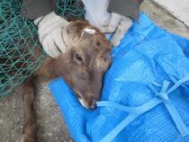 写真：角切直後の様子