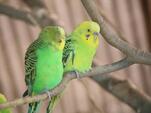 写真：2羽仲良く止まり木にとまるインコ1
