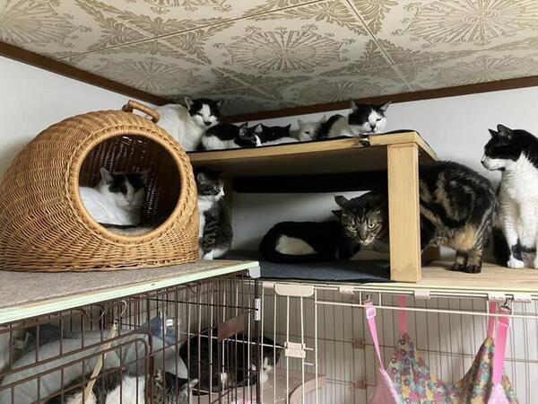 写真：昭島地域の猫の会　シェルターの様子