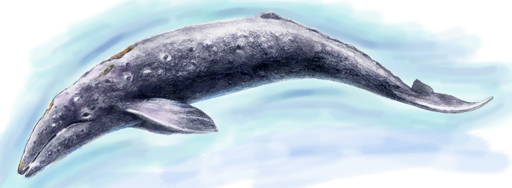 イラスト：アキシマクジラ