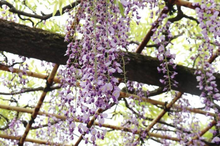 写真：拝島のフジ