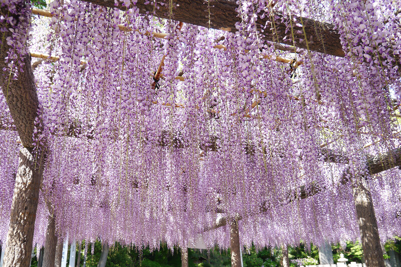 画像：拝島のフジ