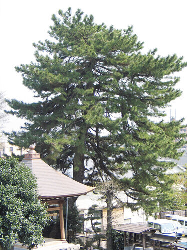 画像：広福寺の大松