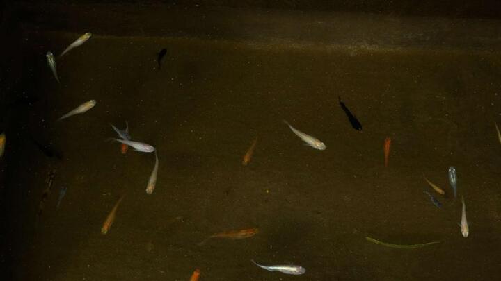 写真：上から見たメダカ