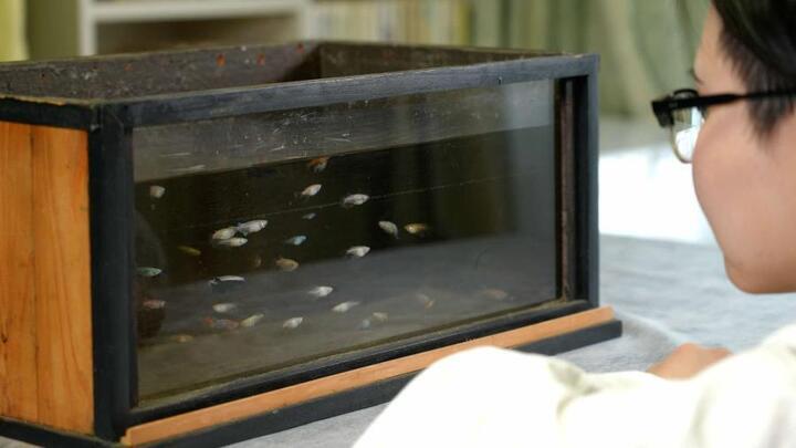 写真：メダカを観察している子ども