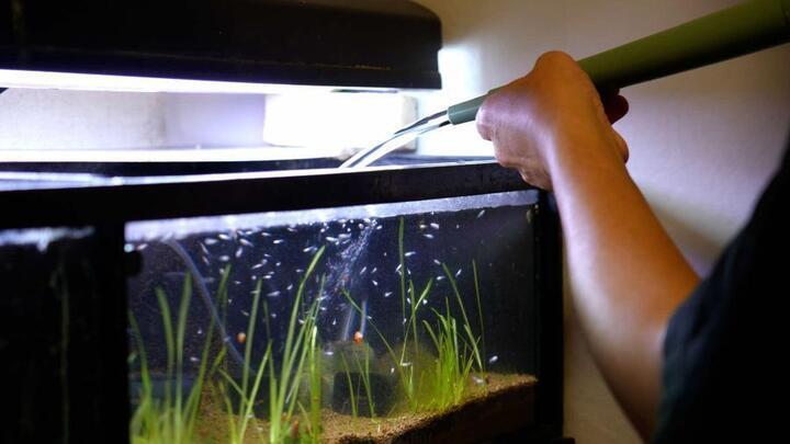 写真：メダカの水換え