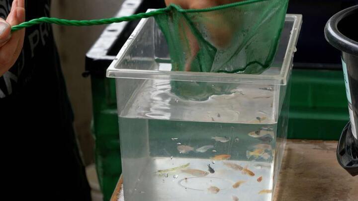写真：メダカの選別