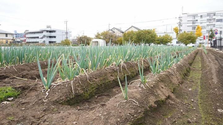 写真：収穫を待つ拝島ねぎ