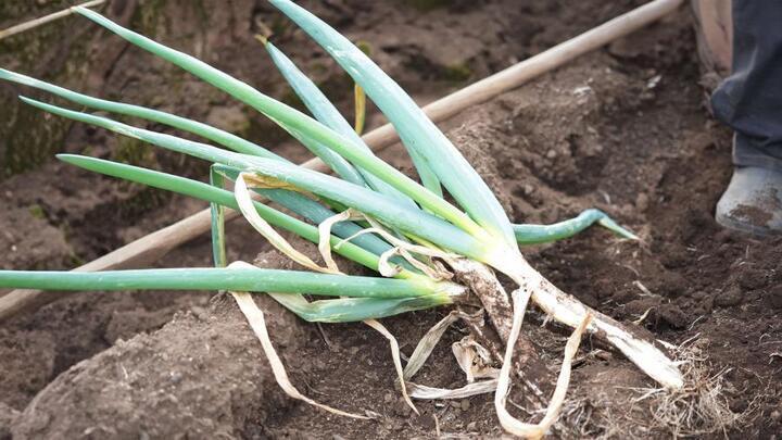 写真：収穫された拝島ねぎ