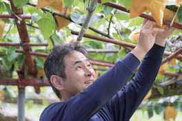 写真：梨の手入れ