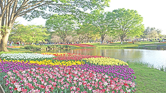 動画サムネイル：【ショート】国営昭和記念公園 フラワーフェスティバル2026