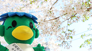 動画サムネイル：【ショート】ちかっぱーの春散歩