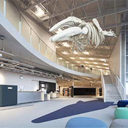 写真：アキシマエンシスの化石の原寸大レプリカ