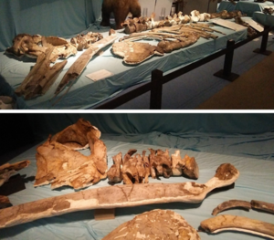 写真：オープニングセレモニー（展示化石）