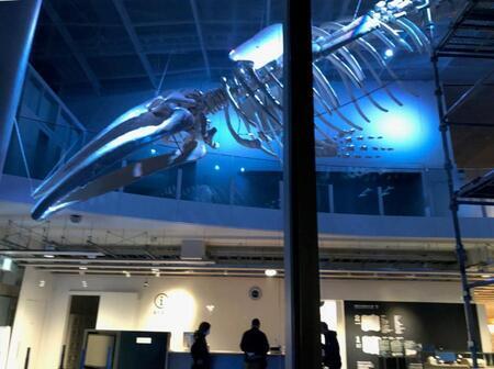 写真：アキシマクジラブルーライトアップ