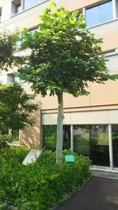 写真：アオギリ二世