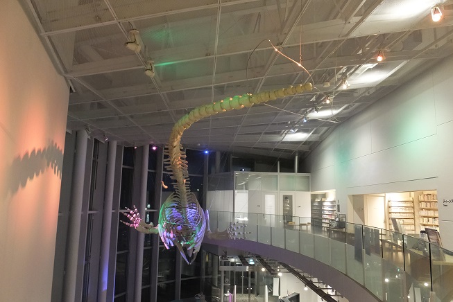 写真:後ろからみたアキシマクジラのライトアップ