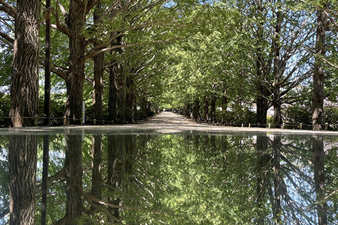 イチョウ並木の写真