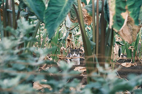 畑の奥からこちらを見つめる猫の写真