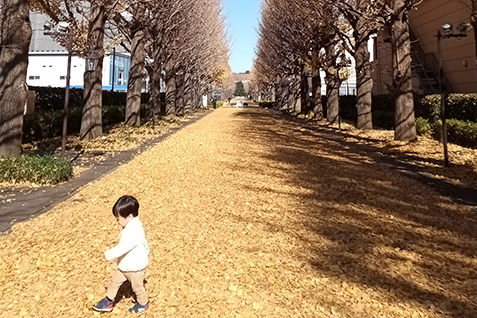 いちょう並木と子供の写真