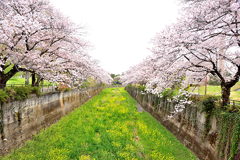 川沿いに咲く桜並木の写真