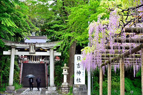 日吉神社の藤棚の写真