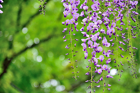 藤の花の写真