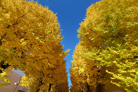 いちょう並木の写真