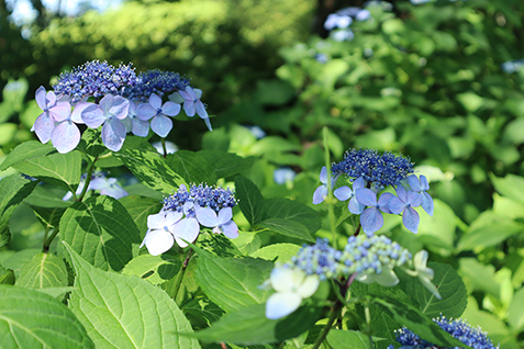 紫色のあじさいの写真