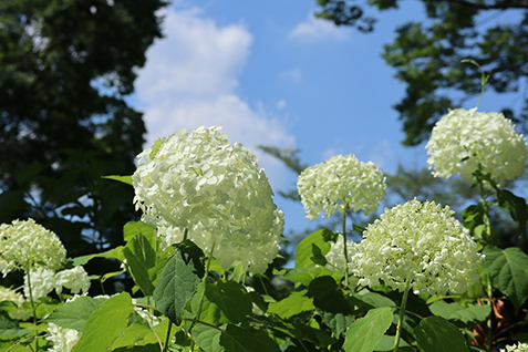 白いあじさいの写真