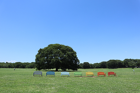原っぱに並ぶカラフルなベンチと大きな木の写真
