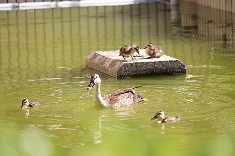 池のカモの写真
