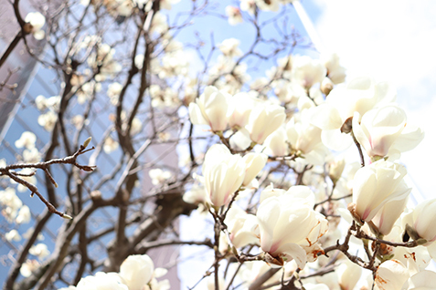 大きな白い花の写真