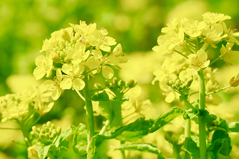 菜の花の写真