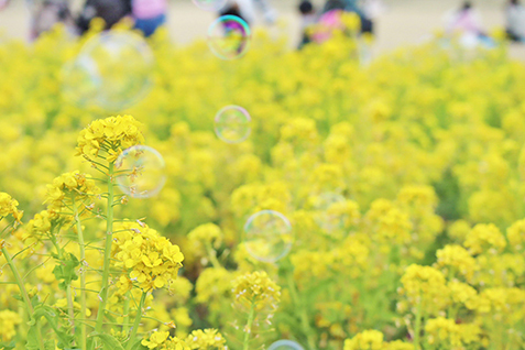 菜の花畑とシャボン玉の写真