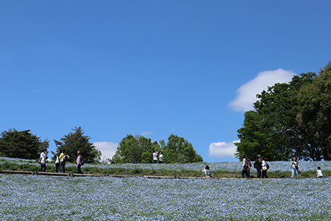 ネモフィラ畑の写真