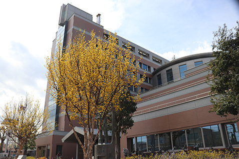 市役所前の木に咲く黄色い花の写真