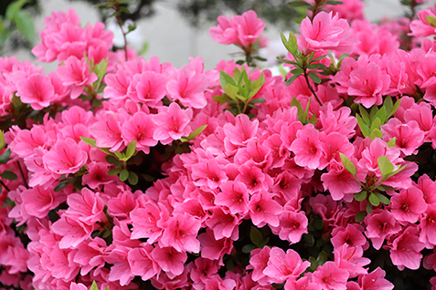 濃いピンク色のつつじの写真