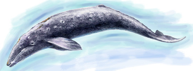 生きているときのアキシマクジラのイメージ写真