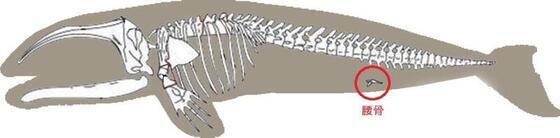 クジラの腰骨のイラスト